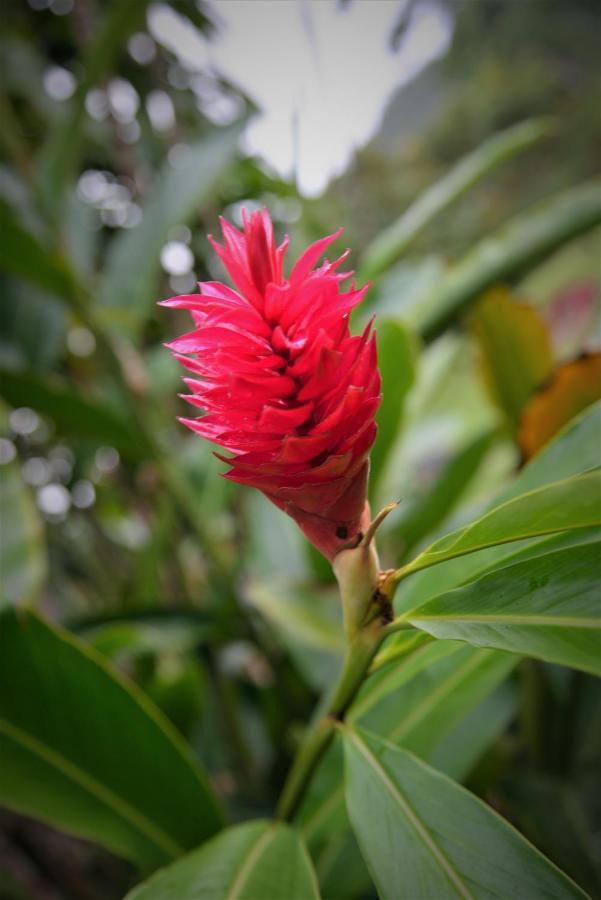 Mena Creek Flower House المظهر الخارجي الصورة