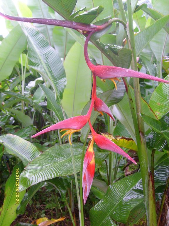 Mena Creek Flower House المظهر الخارجي الصورة