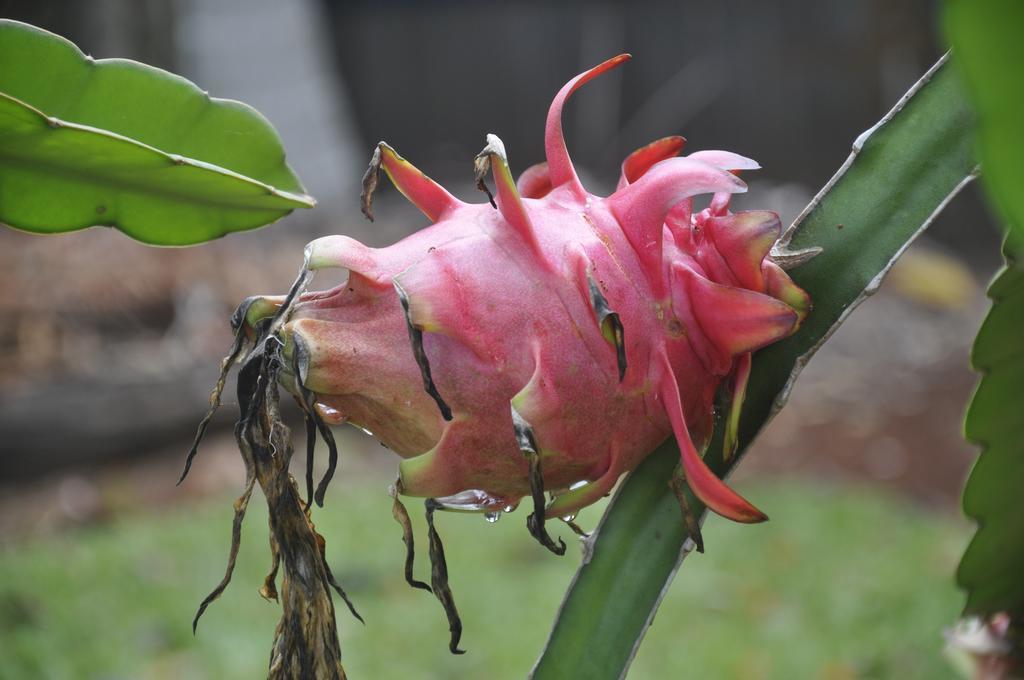 Mena Creek Flower House المظهر الخارجي الصورة