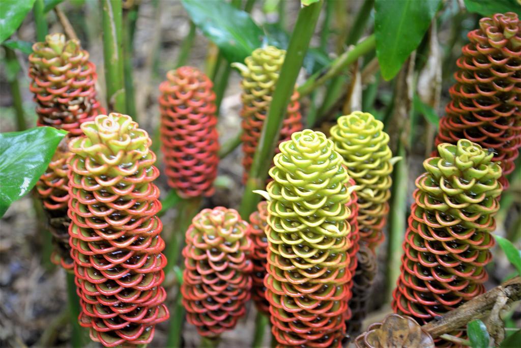 Mena Creek Flower House المظهر الخارجي الصورة