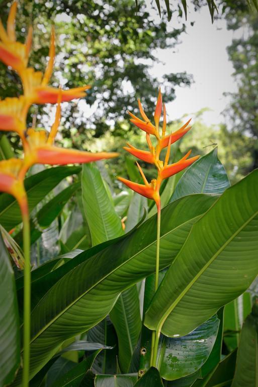 Mena Creek Flower House المظهر الخارجي الصورة
